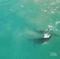 Спасиха 108 от океанските китове, заседнали в плитчини край Тасмания