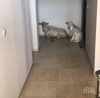 ПЪЛЕН ШАШ: Кози се заселиха в жилищен комплекс в Пловдив (ВИДЕО)