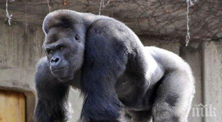 мъжка горила нападна служителка мадридския зоопарк