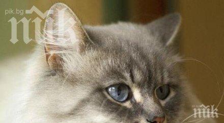 самотен котарак направи стотици селфита снимка