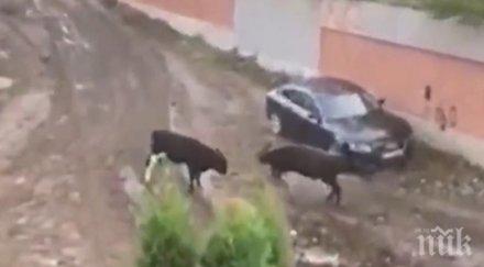 пълен абсурд бикове тормозят столичния квартал лозенец