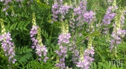 билката помогне страдате диабет