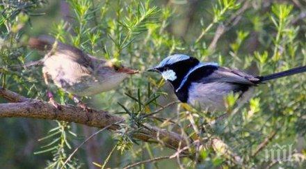 заради пандемията птиците пеят тихо секси