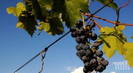 добив грозде година североизточна българия