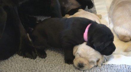 обучават малки кучета вирджиния помощници хора нужда