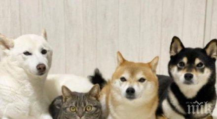 невероятно факт котка дружи три кучета бодигардове