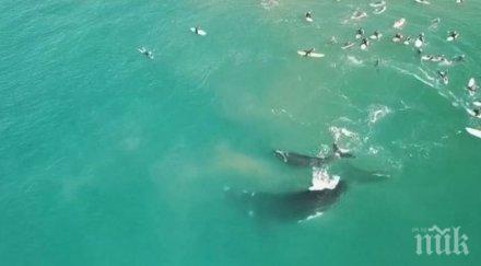 спасиха 108 океанските китове заседнали плитчини тасмания