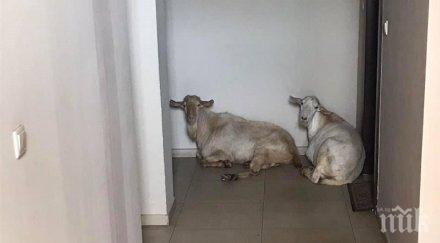 пълен шаш кози заселиха жилищен комплекс пловдив видео