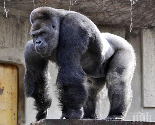 Мъжка горила нападна служителка в мадридския зоопарк