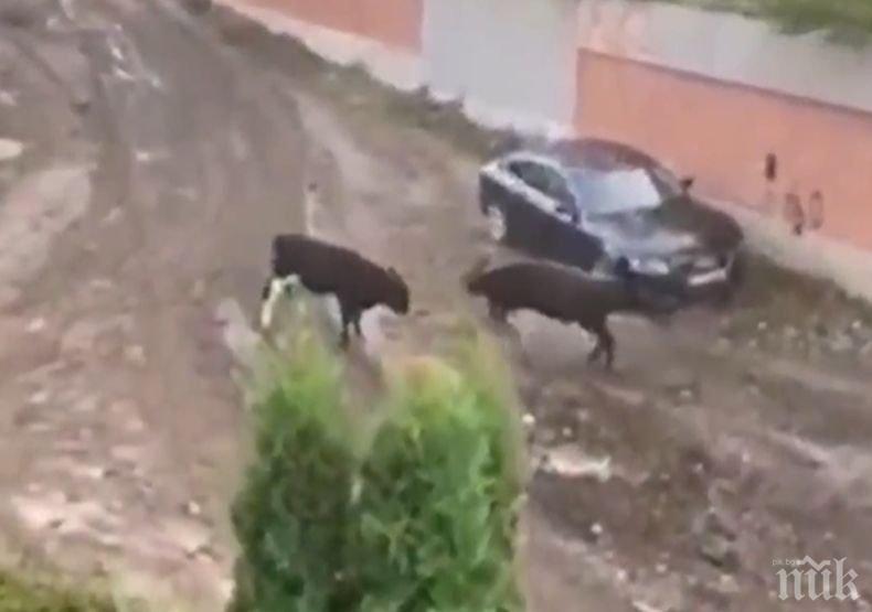 Пълен абсурд: Бикове тормозят столичния квартал Лозенец