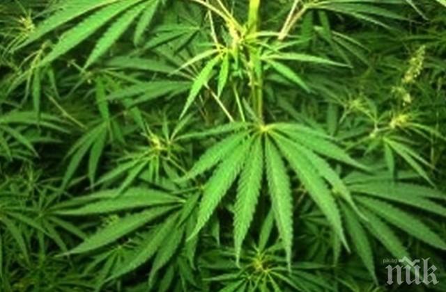 Разследват за нелегален коноп в къща в Еленов дол