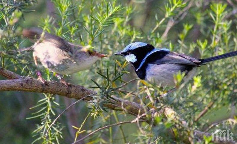 Заради пандемията птиците пеят по-тихо и „по-секси”