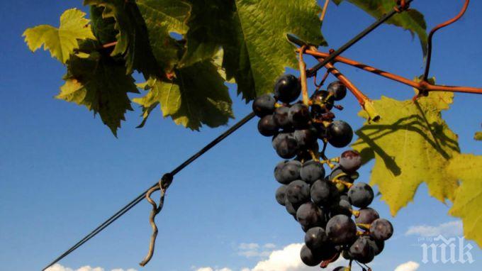 До 40% по-малко добив на грозде тази година в Североизточна България