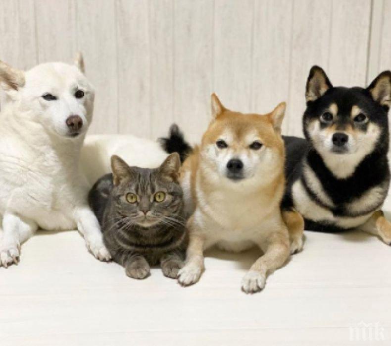 НЕВЕРОЯТНО, НО ФАКТ! Котка дружи с три кучета, които са ѝ бодигардове