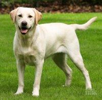 Обучени кучета – асистенти помагат на деца с диабет