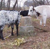 Кози и крави продължават да предизвикват катастрофи в Кремиковци