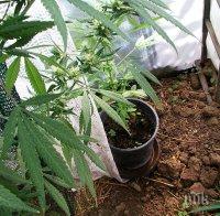 Разбиха оранжерия за канабис в Русе (СНИМКИ)