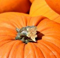 УНИКАЛНО: Гигантска тиква счупи рекордите в САЩ