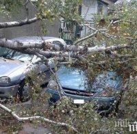 Дърво се стовари върху коли в центъра на Пловдив, смаза ги тотално