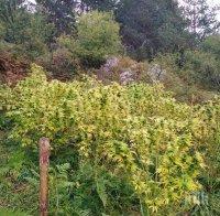 Двама са задържани за незаконно държане на наркотици и отглеждане на растения от рода на конопа