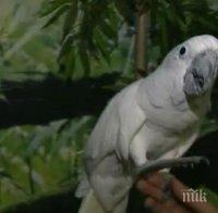 ВУЛГАРЕН ЕЗИК: Папагали псуват посетители в зоопарк – ето какви мерки предприеха срещу птиците