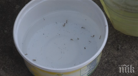 попови лъжички излизат чешмите жители кюстендилско