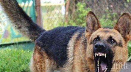 ужасна трагедия кучета разкъсаха гениталиите дете почина адски мъки