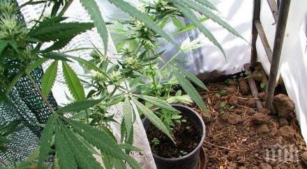 разбиха оранжерия канабис русе снимки