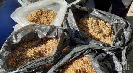 британци кътат дрога къщи павликенско село