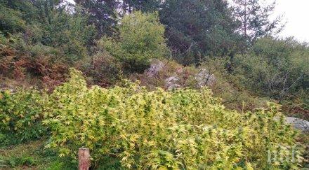 двама задържани незаконно държане наркотици отглеждане растения рода конопа