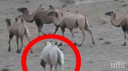 Заснеха уникална камила албинос в Китай