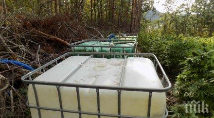 прокуратурата варна разследва плантация коноп мииона лева снимки