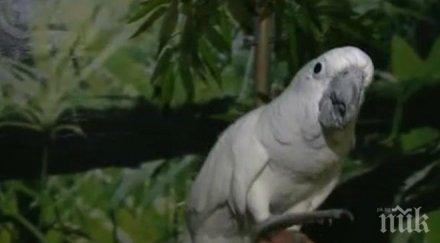 вулгарен език папагали псуват посетители зоопарк какви мерки предприеха птиците
