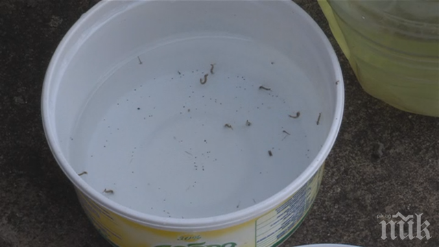 Попови лъжички излизат от чешмите на жители в Кюстендилско