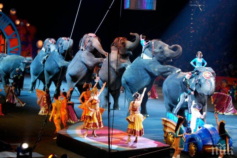 Франция забранява диви животни в пътуващите циркове и отглеждането на норки