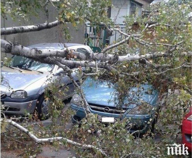 Дърво се стовари върху коли в центъра на Пловдив, смаза ги тотално