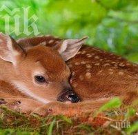 Автомобил уби сърна на Шуменското плато