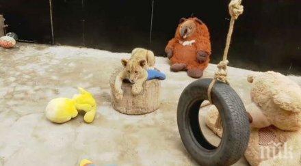 десетки деца изпратиха плюшени подаръци лъвчетата симба косара