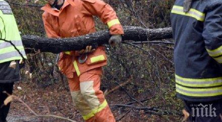 работник бере душа счупени череп ребра ударен падащо дърво