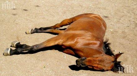 разстреляха кон видинско село