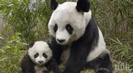 отбелязваме световния ден защита животните