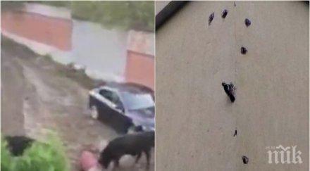 бикове кълвачи нападнаха столичния лозенец