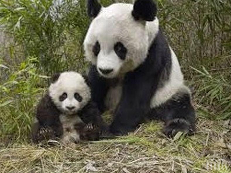 Отбелязваме Световния ден за защита на животните