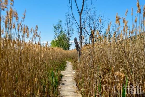 Започна доброволческа акция по възстановяването на Драгоманското блато