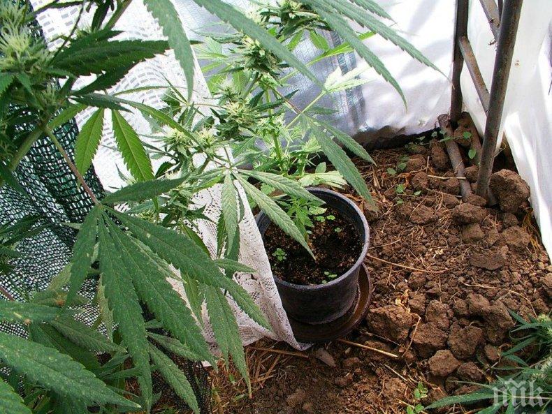 Прокуратурата погна двама заради канабис

