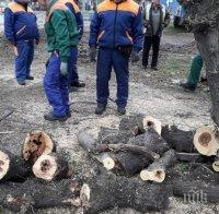 Недоволство във Варна заради санитарна сеч на дървета