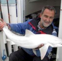 Хванаха уникална акула албинос (СНИМКИ)