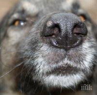 72 кучета чакат своите нови стопани в приют край Велико Търново