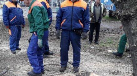 недоволство варна заради санитарна сеч дървета