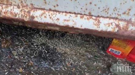 червеи нападнаха бургаски квартал